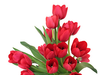 Image showing Red Tulip Flowers