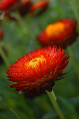 Image showing Red blooming