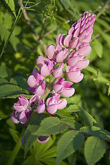 Image showing Pink lupine