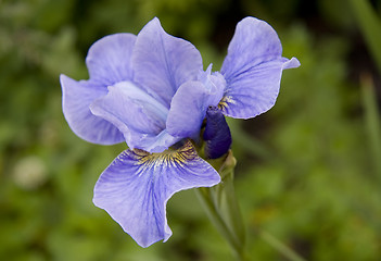 Image showing Violet Iris with bud