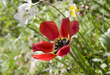 Image showing Open red tulip