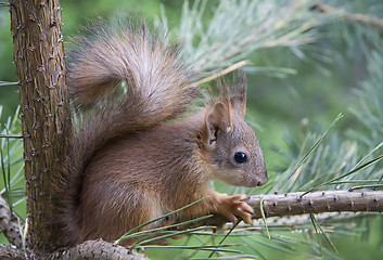 Image showing Young squirrel