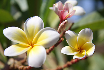 Image showing Beautiful tropical flowers