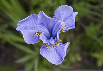 Image showing Violet Iris