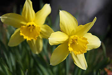 Image showing Yellow narcissus flowers