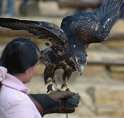 Image showing Falconer