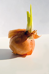 Image showing Onion