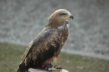 Image showing Falcon