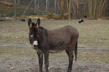 Image showing donkey