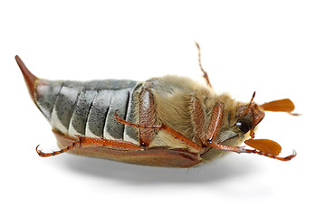 Image showing Dead cockchafer (Melontha vulgaris)