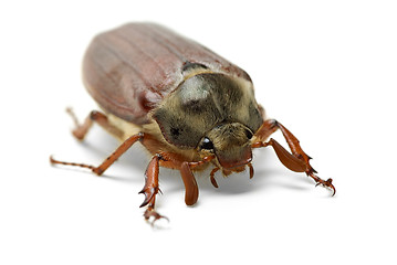 Image showing Cockchafer (Melontha vulgaris)