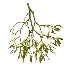 Image showing Mistletoe