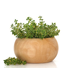 Image showing Thyme Herb