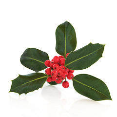 Image showing Holly Leaf and Berry Sprig