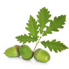 Image showing Acorns and Oak Leaf Sprig