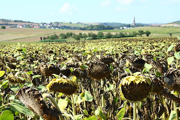 Image showing sunflower field 