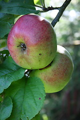 Image showing red apples