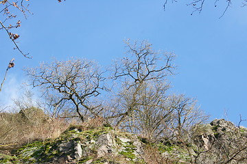 Image showing withered trees 