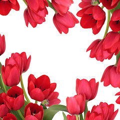 Image showing Red Tulip Flower Beauty