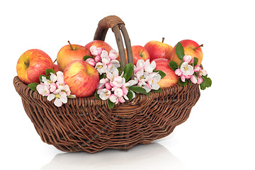 Image showing Apple and Blossom Beauty