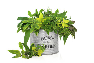 Image showing Herb Leaf Selection