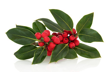 Image showing Holly Berry and Leaf Sprig