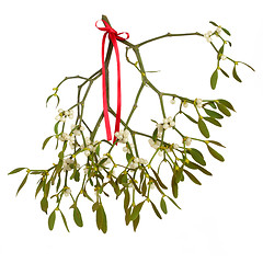 Image showing Mistletoe