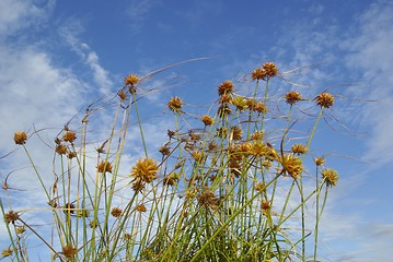 Image showing Wild grass
