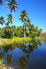 Image showing Lake and Palms