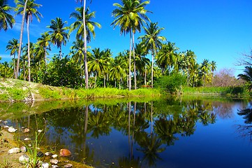 Image showing Palms on Lake