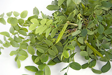 Image showing Acacia Sprig