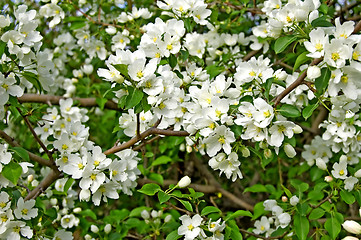 Image showing Apple blossoms