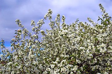 Image showing Apple blossoms_1