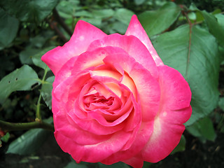 Image showing Blooming Pink Rose
