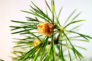 Image showing blossomed pine