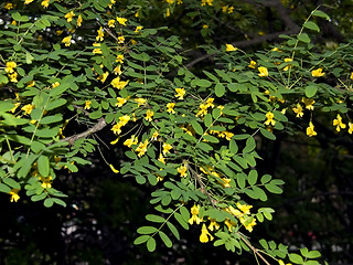 Image showing Blossoming Acacia_1