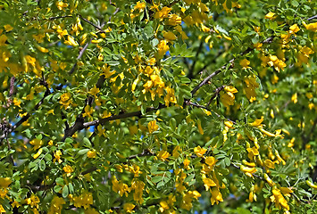 Image showing Blossoming Acacia_2