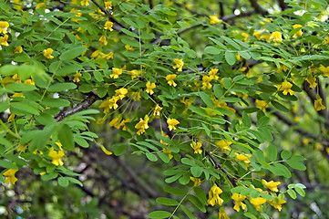 Image showing Blossoming Acacia_4