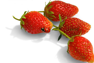 Image showing Ladybird on strawberries