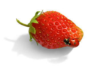 Image showing Ladybird on strawberries_1