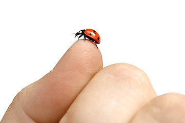 Image showing ladybug