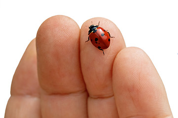 Image showing Ladybug on the hand