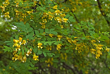 Image showing Blossoming Acacia_5