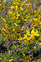 Image showing Blossoming Acacia_6