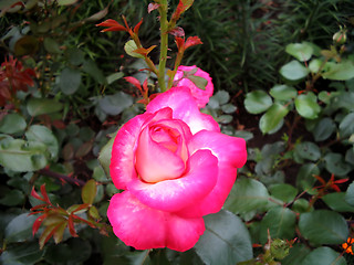 Image showing Blossoming pink roses