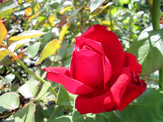 Image showing Blossoming red roses