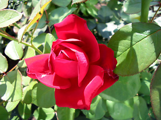 Image showing Blossoming roses