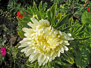 Image showing Blossoming white aster