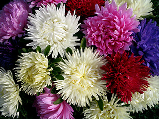 Image showing Bouquet of asters