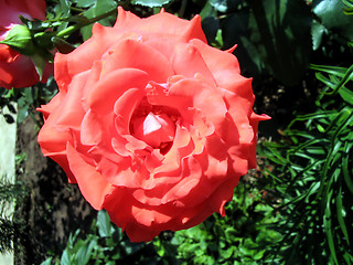 Image showing Bud orange roses